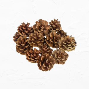 Natural Pinecones