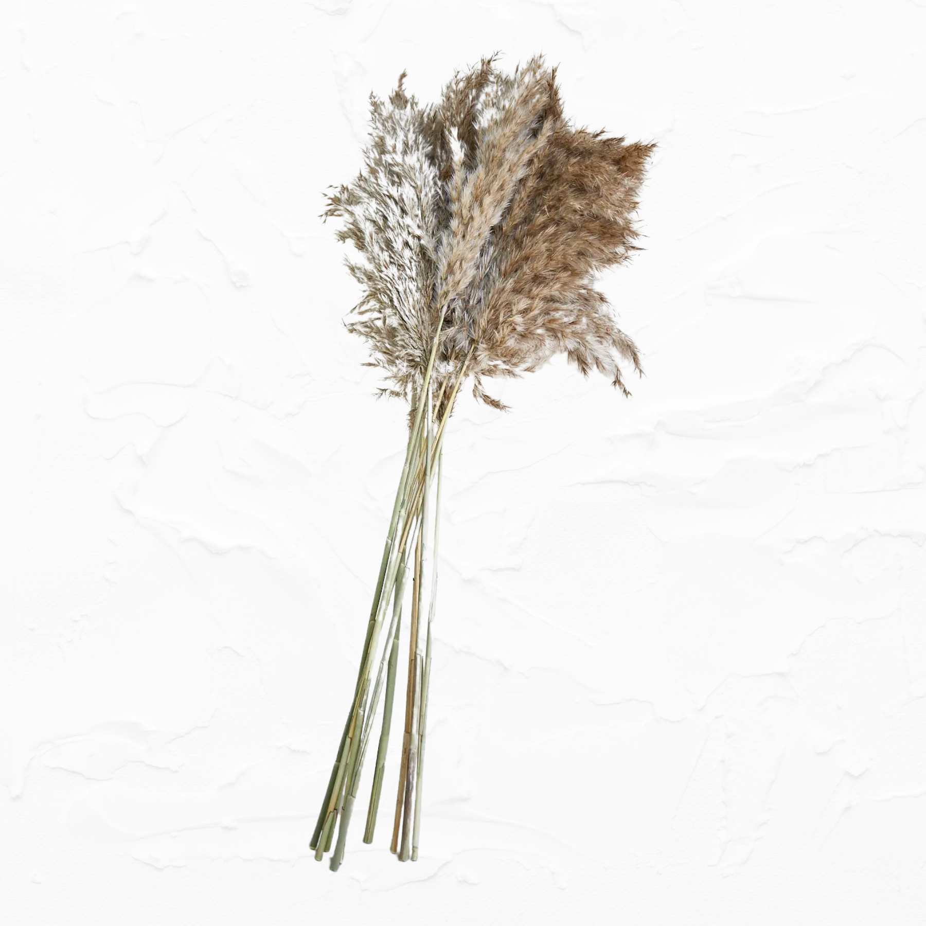 Bunch of Pampas Grass, Small, Brown – Be Home